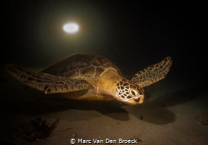 night turtle by Marc Van Den Broeck 